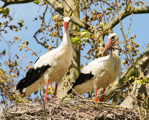 White Storks at a nest