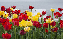 Red And Yellow Tulips In Urban Setting