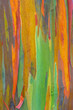 Vertical rainbow eucalyptus tree bark