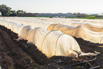 greenhouses in country garden in spring