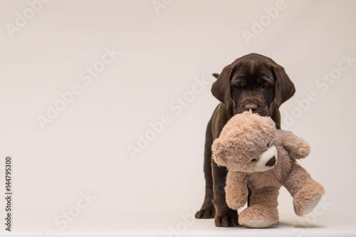 chocolate lab teddy
