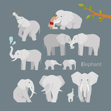 Various Elephant Poses Illustration Flat Design Set