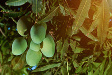 Group Of Growing Mango Fruits