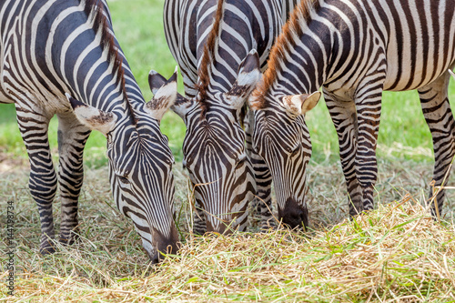 close-up-zebras-grazing-grass-with-blurred-background-in-zoo