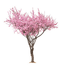Pink Sacura Tree