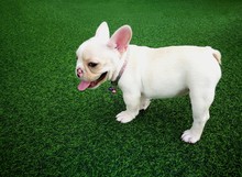 White Brown French Bulldog Puppy Standing On Green Artificial Grass