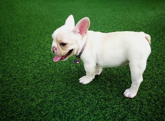 White brown french bulldog puppy standing on green artificial grass