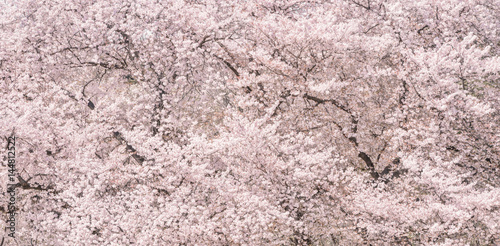 桜の花 日本の象徴的な花木 Buy This Stock Photo And Explore Similar Images At Adobe Stock Adobe Stock 桜の花 日本の象徴的な花木 Buy This Stock Photo And Explore Similar Images At Adobe Stock Adobe Stock