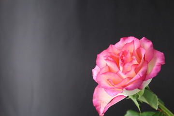 pink rose flower isolated