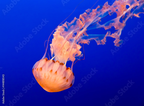 Fotografie, Obraz Orange jelly fish on a dark blue background