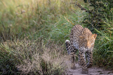 Leopard walking towards the camera.