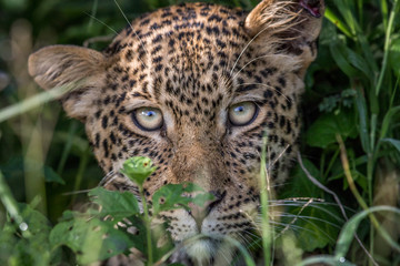 Leopard starring at the camera.