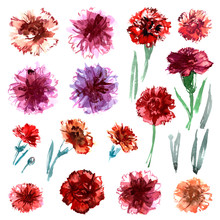 Set Of Watercolor Hand Painted Carnations Isolated On A White Background