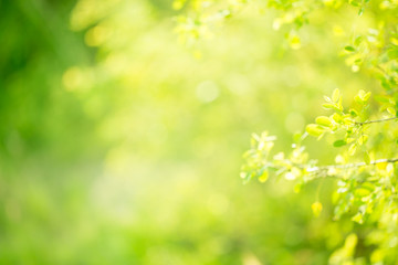 abstract nature green background of spring