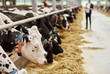 © Syda Productions - herd of cows eating hay in cowshed on dairy farm