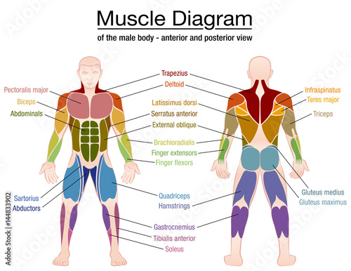Muscle diagram - most important muscles of an athletic ...