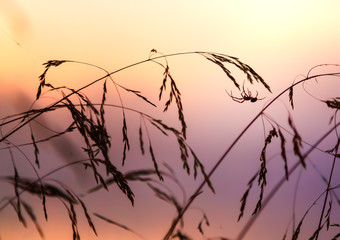 Wall Mural - Spider web early in morning in the grass.