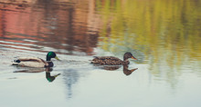 Wild Duck Swims In The Lake