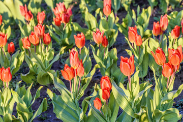 Wall Mural - Red tulips flower field at sunset in Bardar village, Moldova