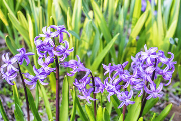 Wall Mural - Purple hyacinth flower field at sunset in Bardar village, Moldova