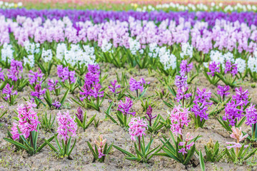 Wall Mural - Purple hyacinth flower field at sunset in Bardar village, Moldova