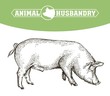 sketch of pig drawn by hand. livestock