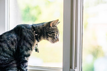 Tabby Cat Sitting In Windowsill Looking Out Window.