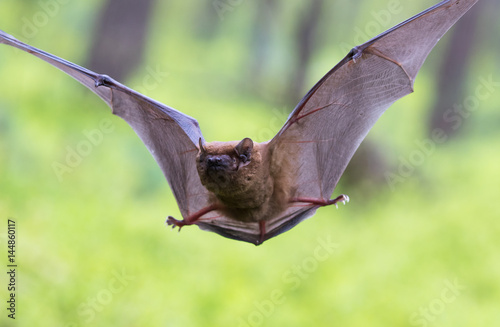 Fotografie, Obraz Großer Abendsegler eine Baumfledermaus im Wald
