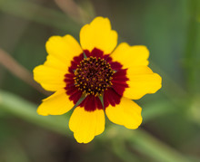 Closeup Coreopsis Tinctoria Nutt In Red And Yellow Colors
