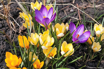 Wall Mural - First spring flowers