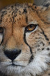 Extreme close up portrait of cheetah