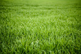 Fototapeta  - Natural green grass texture from a field, green grass background, leaves of young grain