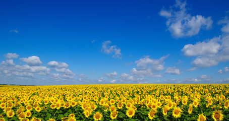 field of blooming sunflowers