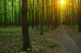 Fototapeta Krajobraz - Forest with sunlight.