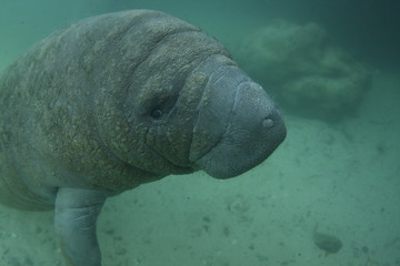 Canvas Print - Manatee in Crystal river Florida