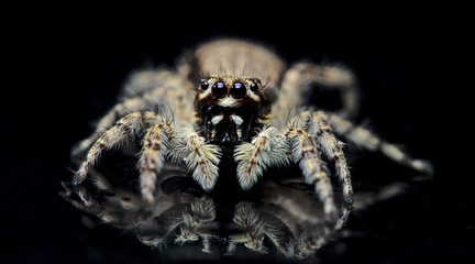 Beautiful Spider on glass, Jumping Spider in Thailand, Menemerus bivittatus