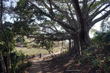 Fototapeta Natura - Bodhi tree