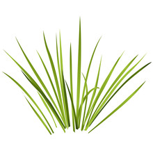 Vector Isolated Reed. Water Plants In Different Variant, Isolated On White Background. Isometric Clumps Of Reeds Growing On Edge Of Pool And Pond. Individual Rushes Flower Bamboo Reed With Green Leafs