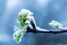 Spring Branch Of A Tree With Green Young Leaves Is Covered With Snow Under A Snowfall