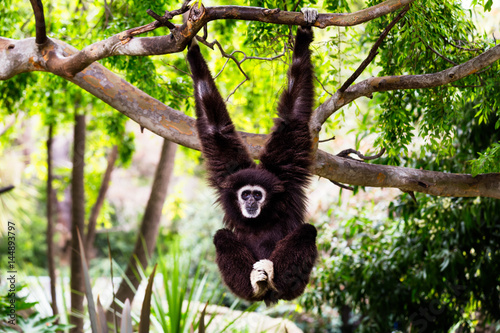 Cuadros en Lienzo Siamang Monkey Hanging from a Tree