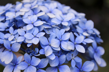 Close up flower during spring