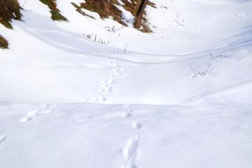 Canvas Print - Human footprints on ground covered with white snow