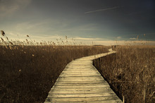 Swamp Walk / Wooden Walkway On A Swamp In Cape Cod Massachusetts Among Cane Reed Palnts
