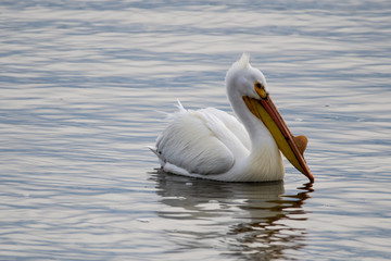 Wall Mural - Pelicans in the Water