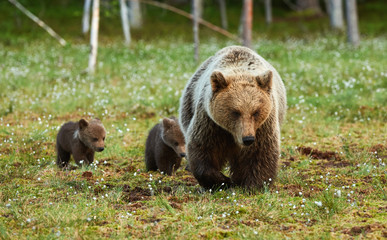 Wall Mural - mother brown bear and her cubs