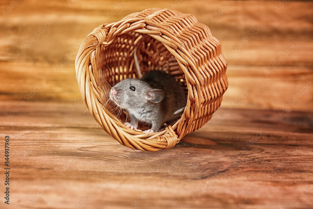 Cute funny rat in wicker basket on wooden background