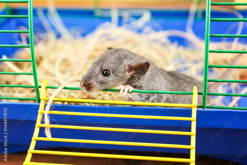 Cute funny rat in cage at home