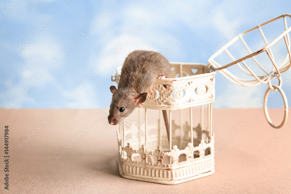 Cute funny rat and open cage on table