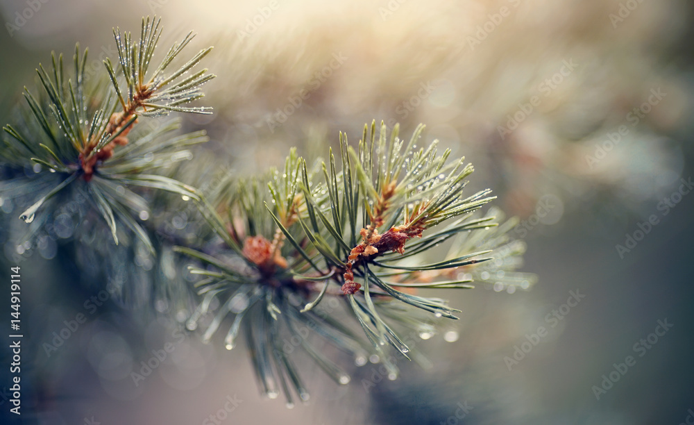 Wet branches of pine trees after a rain. - obrazy, fototapety, plakaty 