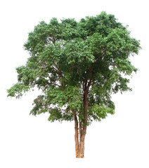 tree isolated on white background